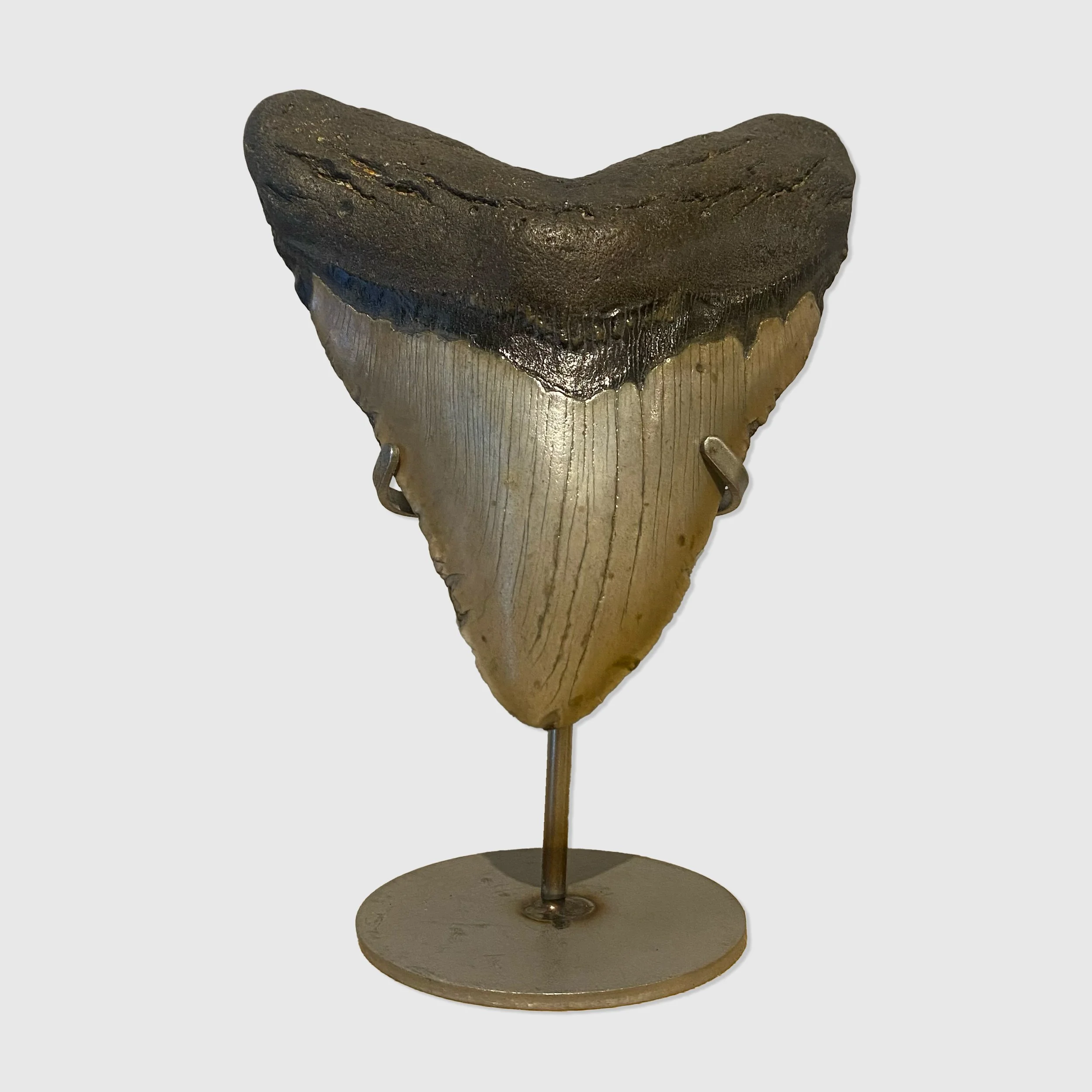 Fossilised Megalodon Shark Tooth