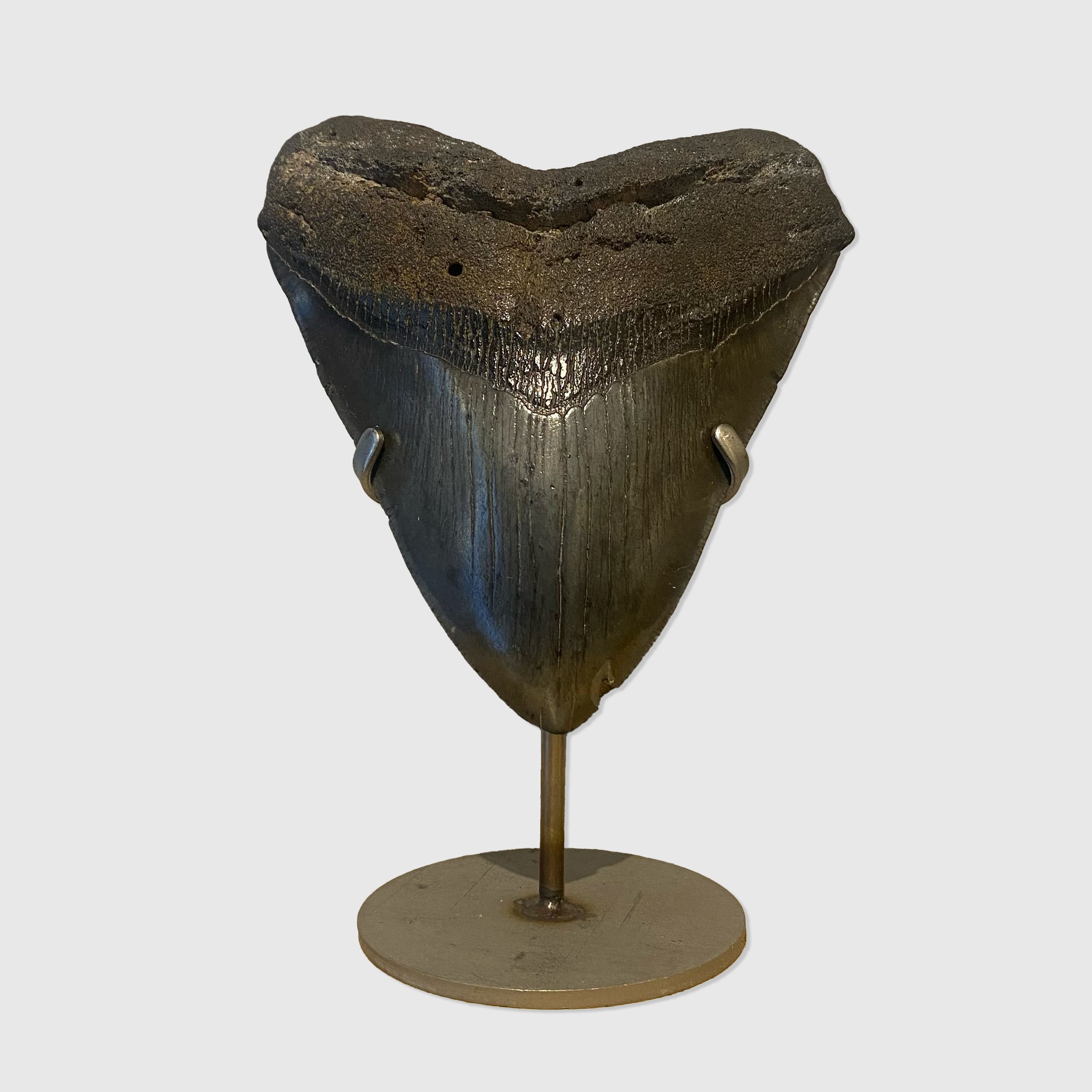 Fossilised Megalodon Shark Tooth