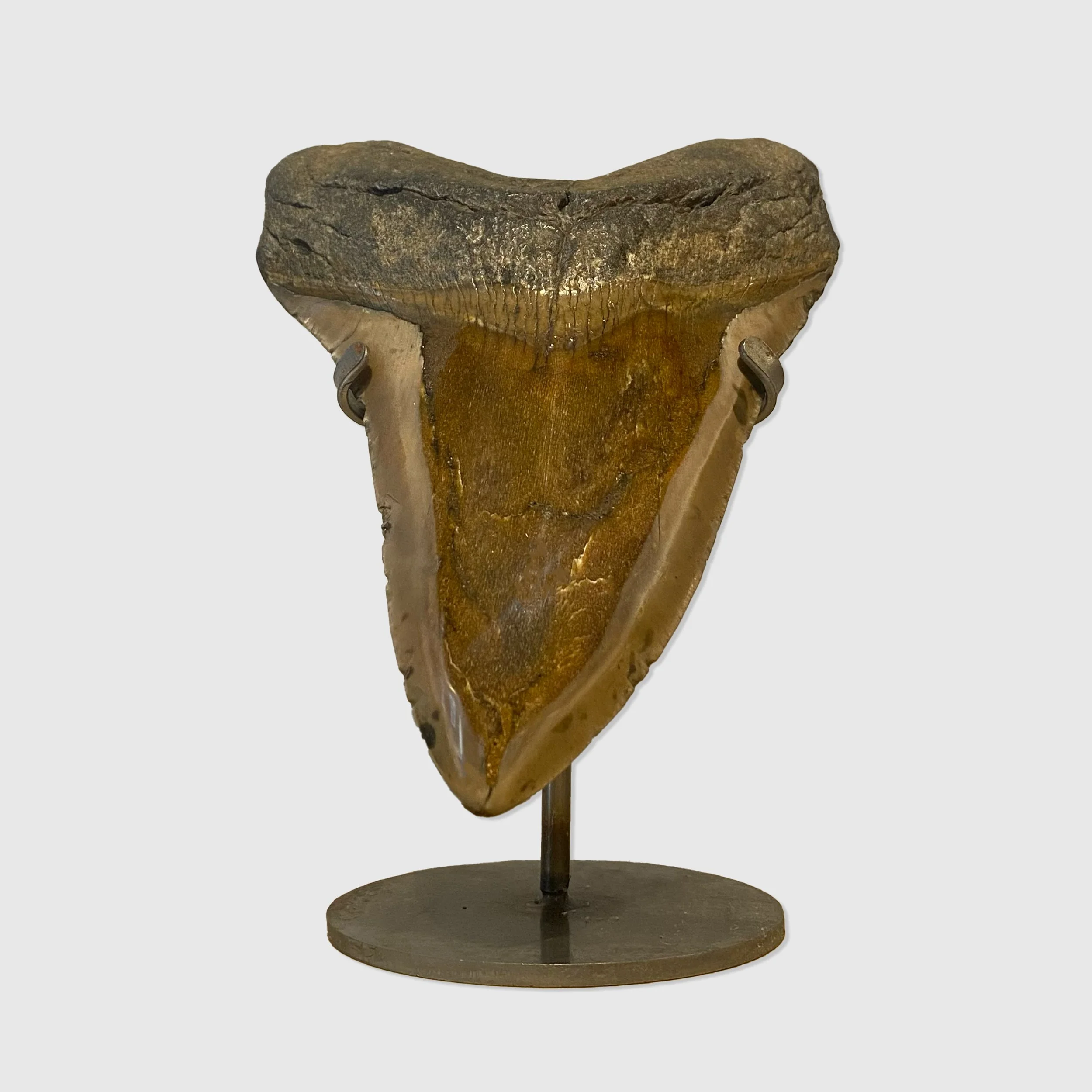 Fossilised Megalodon Shark Tooth
