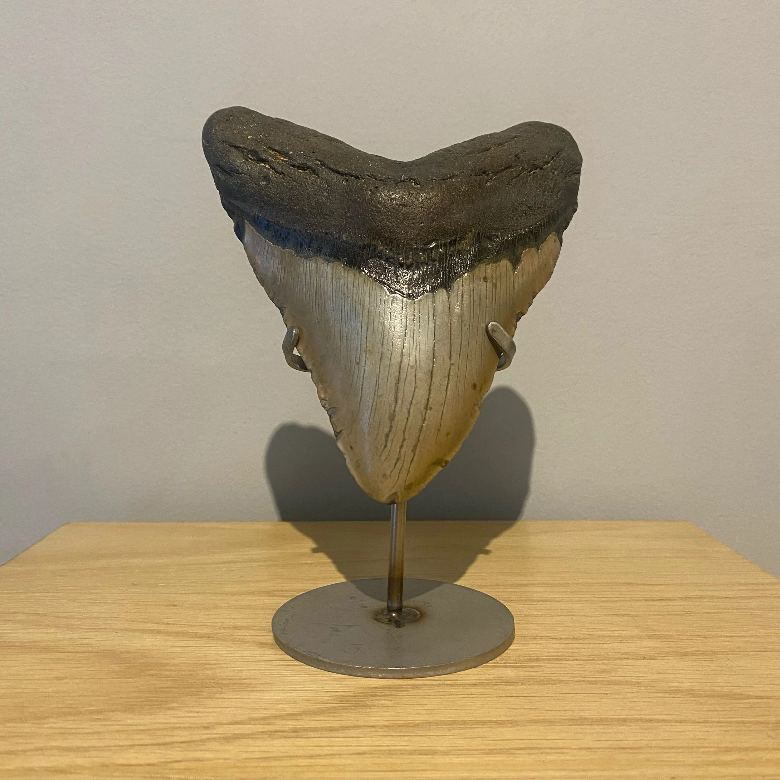 Megalodon Teeth: Specimens from Ancient Seas