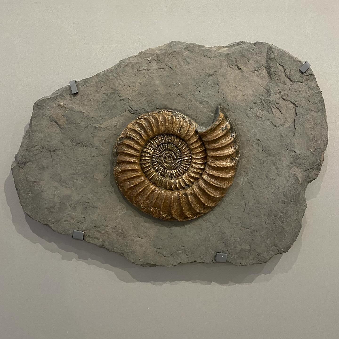 A diverse group of marine molluscs, Ammonites lived during the Mesozoic Era which spanned from approximately 252 to 66 million years ago and are close relatives to the squids and octopuses still around today. They are easily recognised by their spira