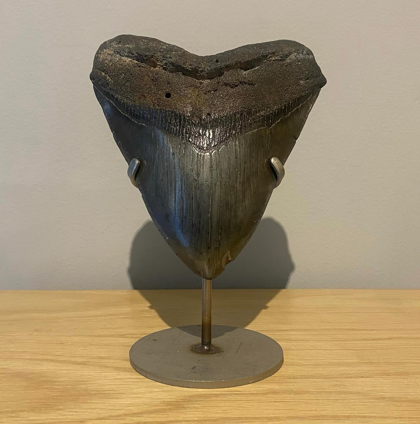 Take an up-close look at the blade-like teeth of the Megalodon Shark which scientists have described as &ldquo;ultimate cutting tools&rdquo;

Megalodon were the largest sharks to have ever lived and are well known for their gigantic blade-like teeth 