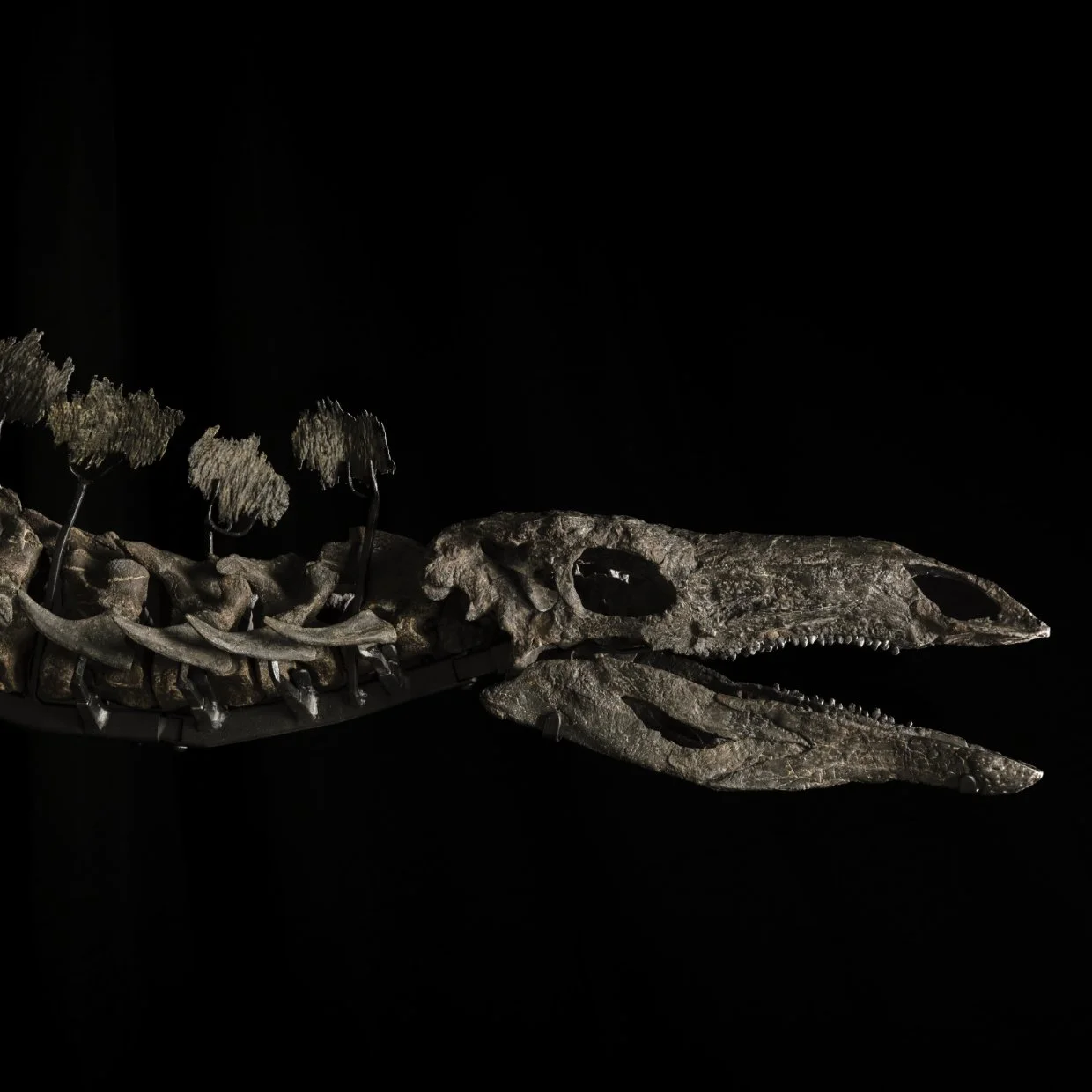 Exceptional Results from Sotheby's July Natural History Auction