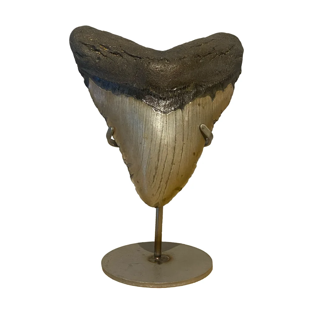 extraordinary-objects-natural-history-megalodon-shark-tooth-4-white.jpg