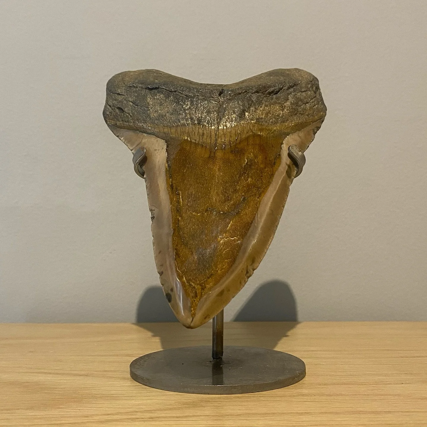 Take a closer look at the Megalodon Shark&rsquo;s blade-like teeth, which experts have dubbed the &ldquo;ultimate cutting tools.&rdquo;

Megalodons, the largest sharks in history, were known for their massive, blade-like teeth, which could reach a le