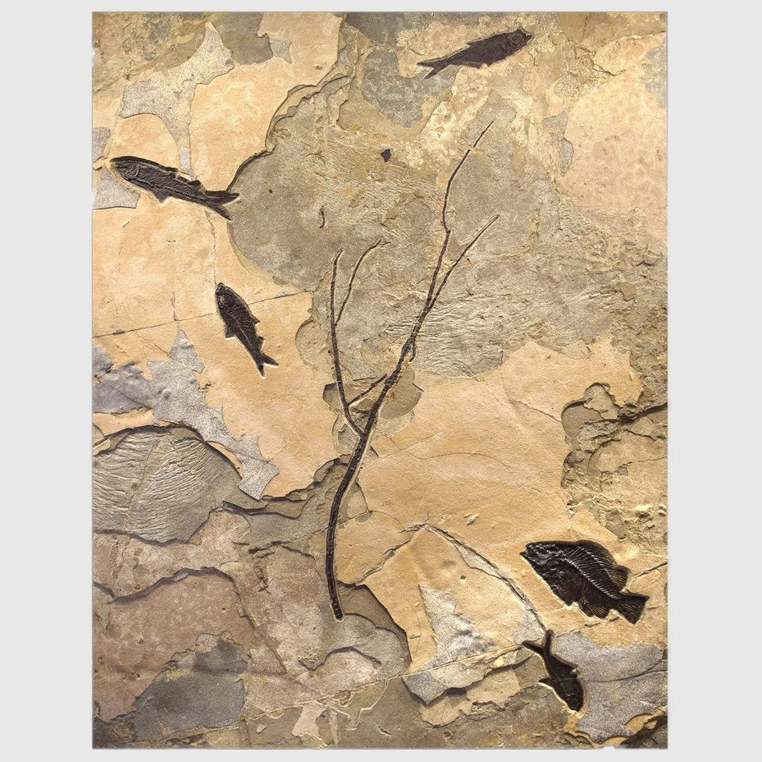 Fossilised Fish Mural