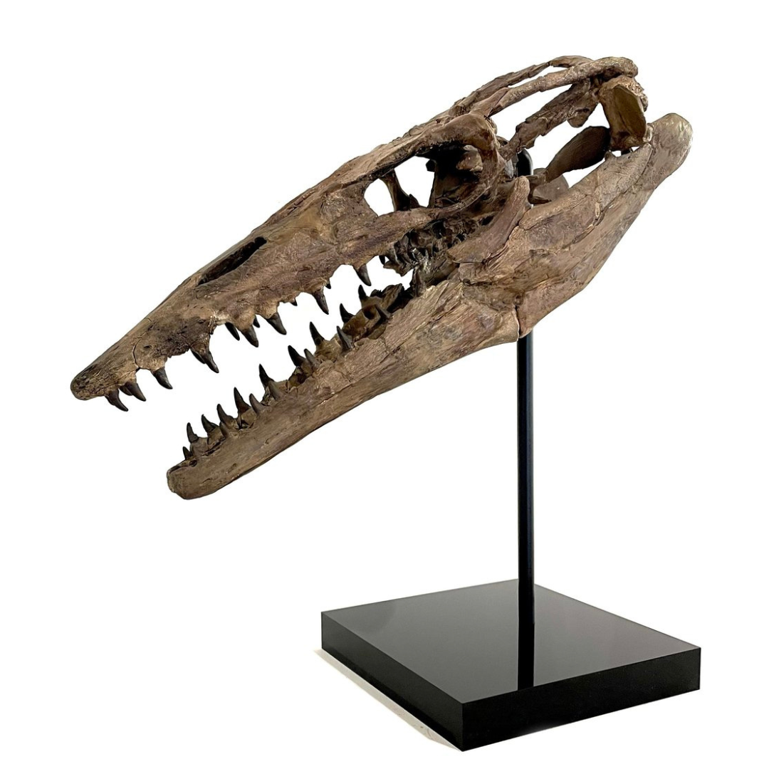 extraordinary-objects-natural-history-mosasaur-skull copy.png