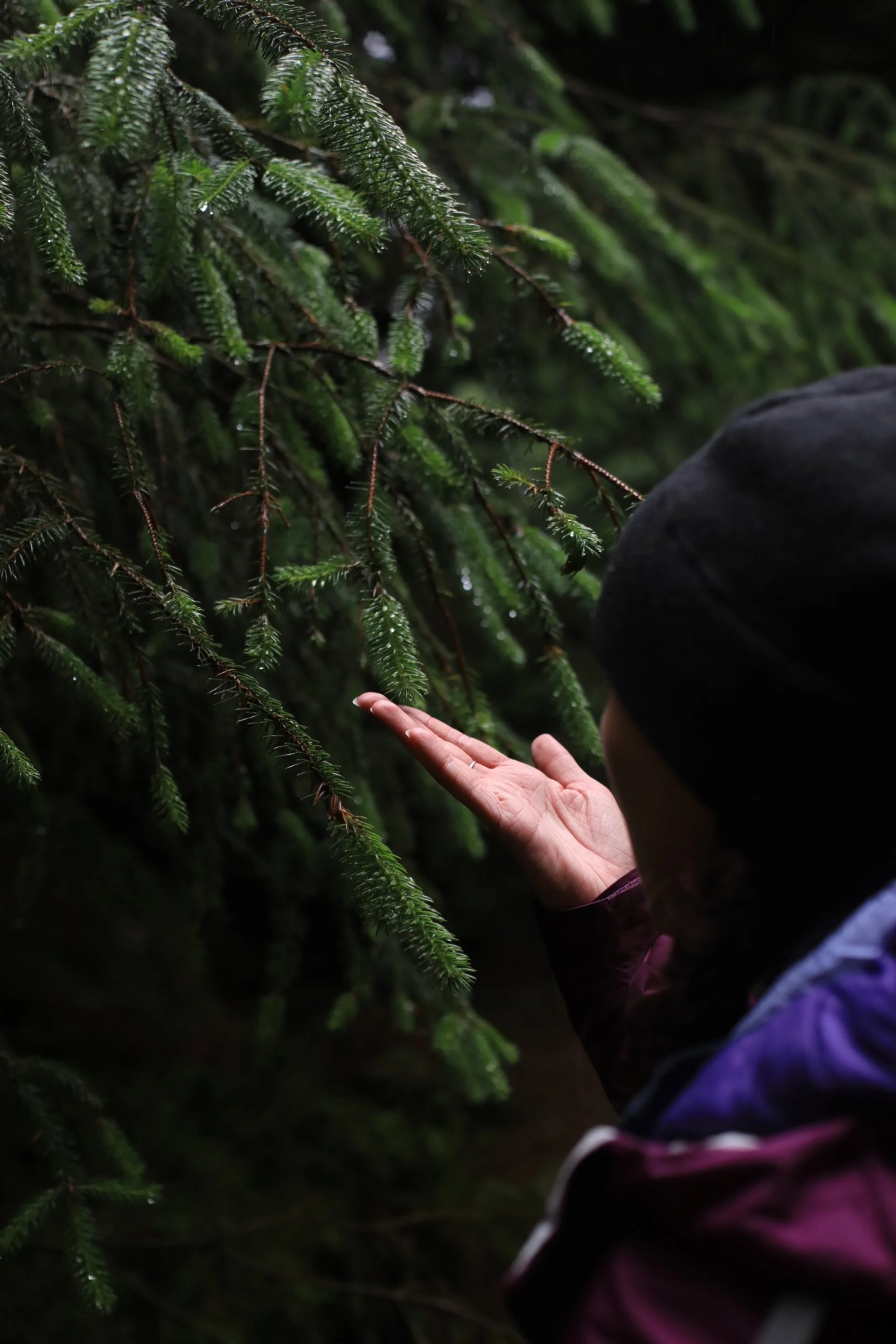 WINTER in Dublin: Forest Bathing Walk - 07.11.26