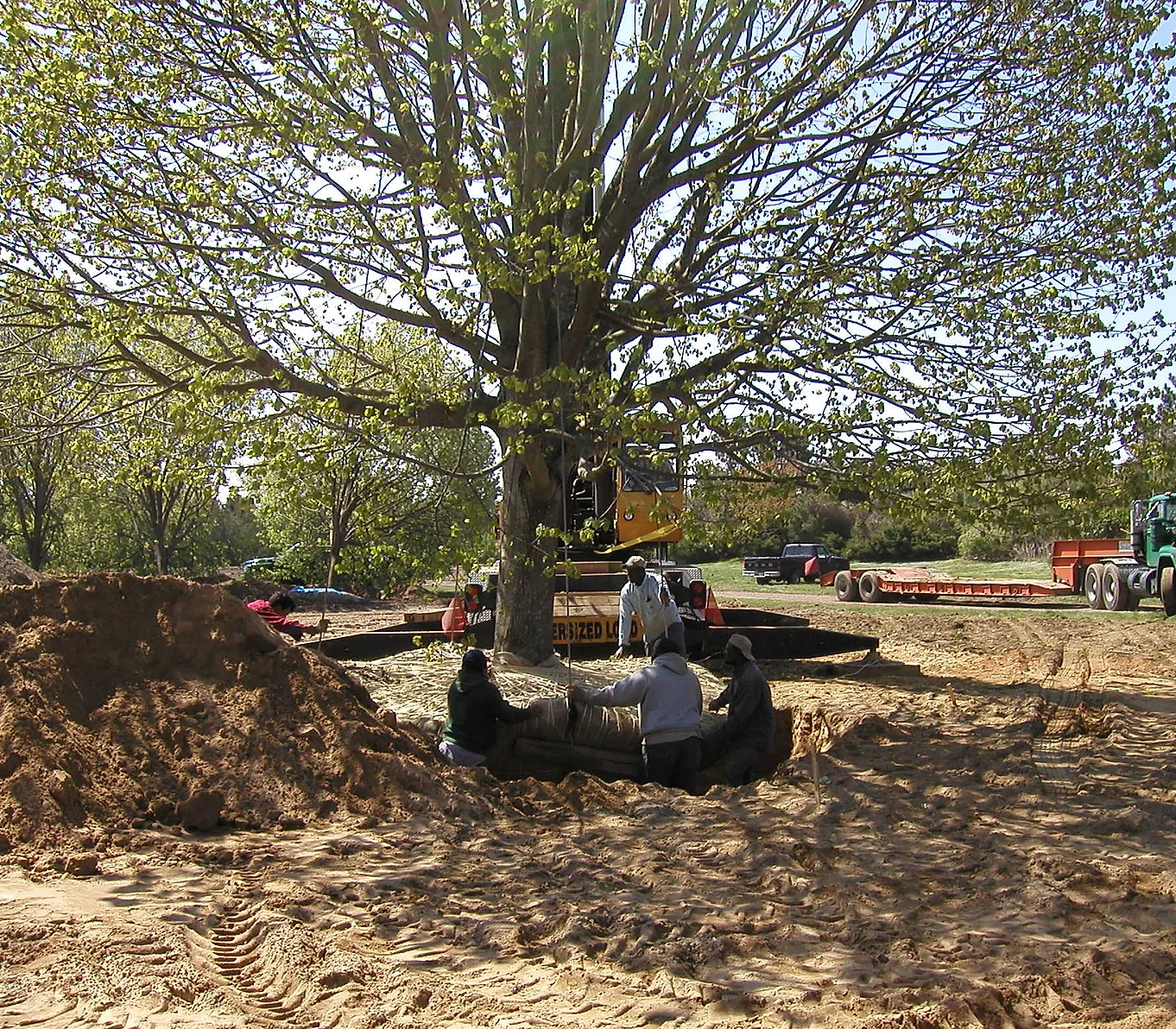 Moving Trees