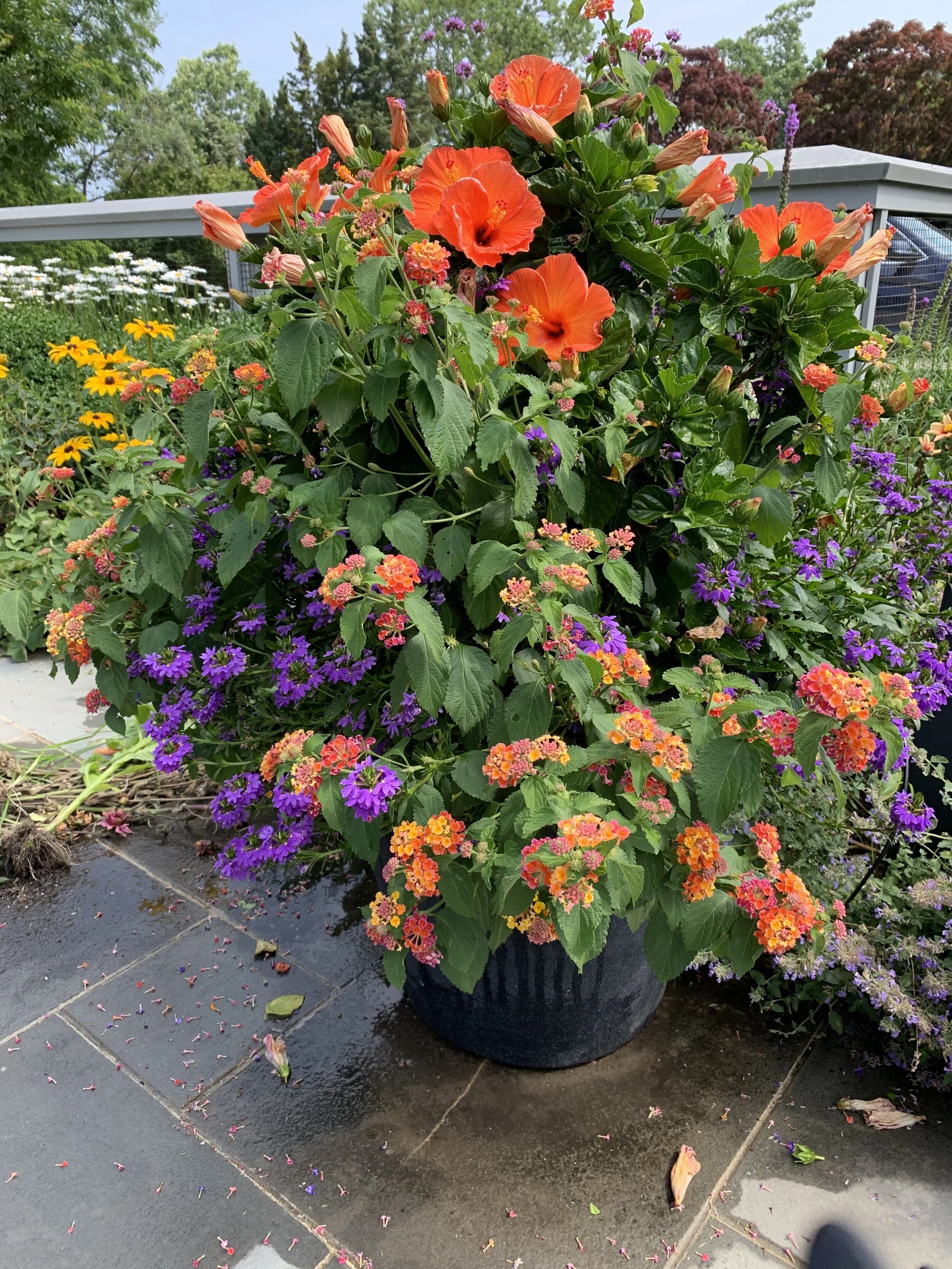 Colorful 