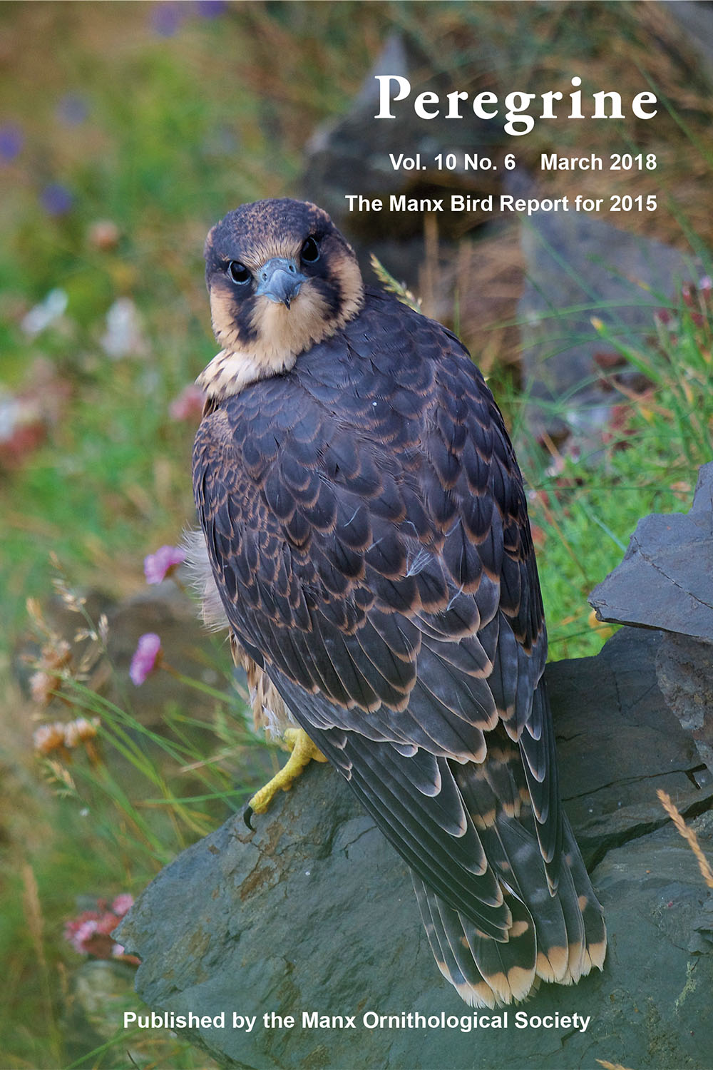 Peregrine: Journal of the Manx Ornithological Society