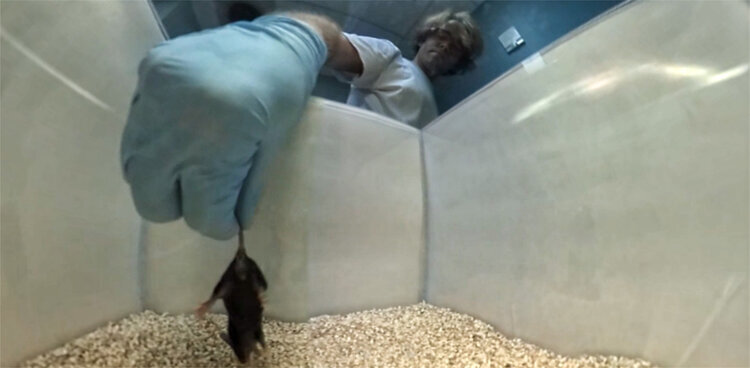 Detecting alcoholism, Not just us, Small addicts (2016)