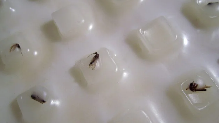 THE SWARM