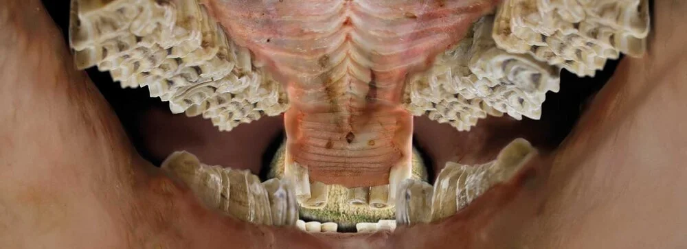 The Afterbite