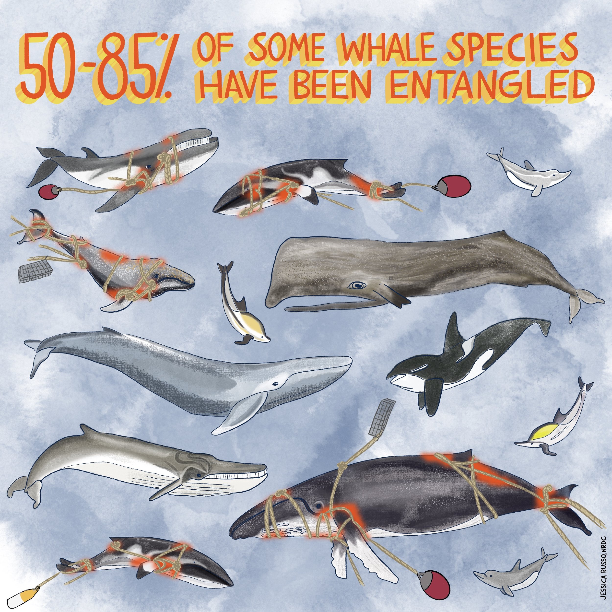Whale Entanglement Infographic