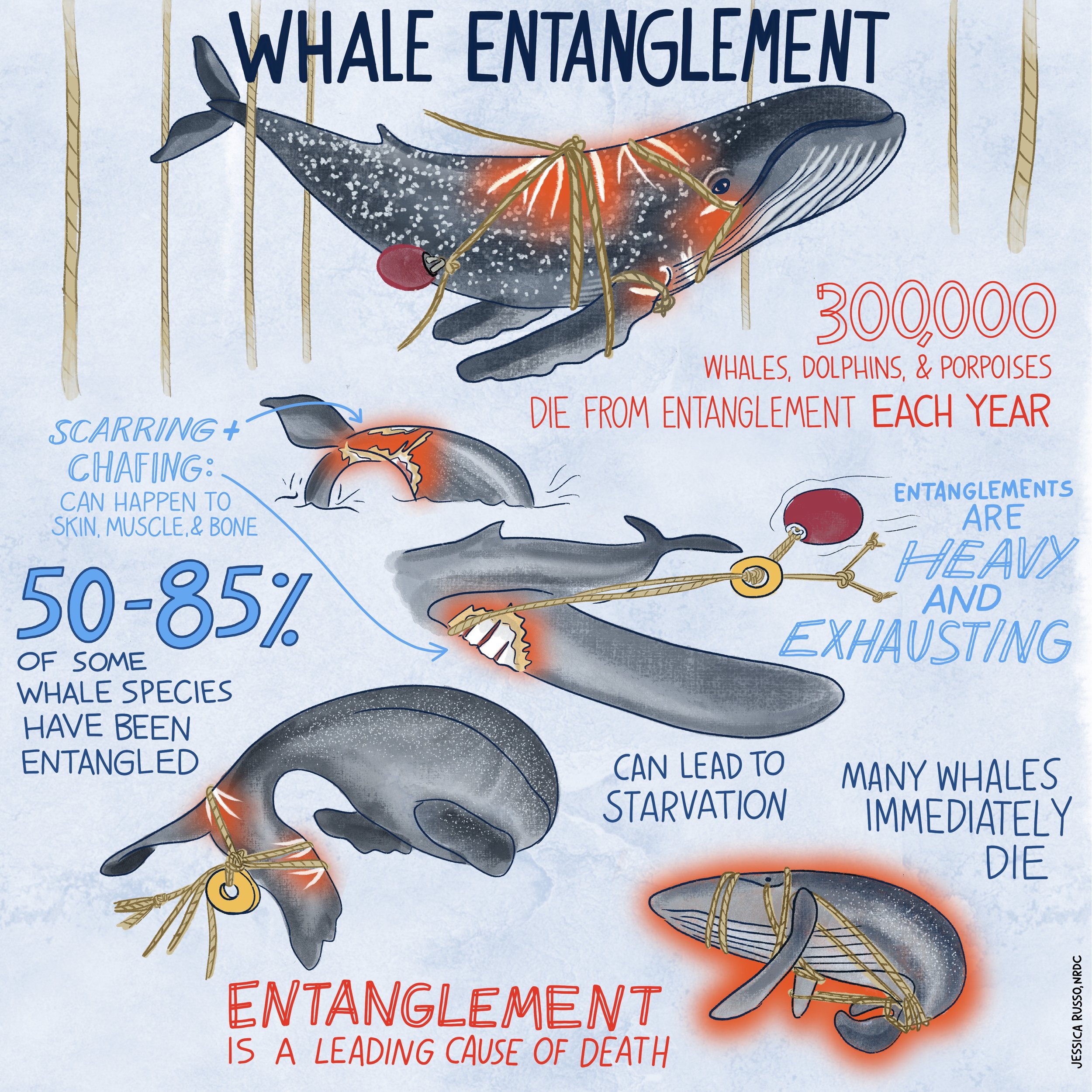 Whale Entanglement Infographic