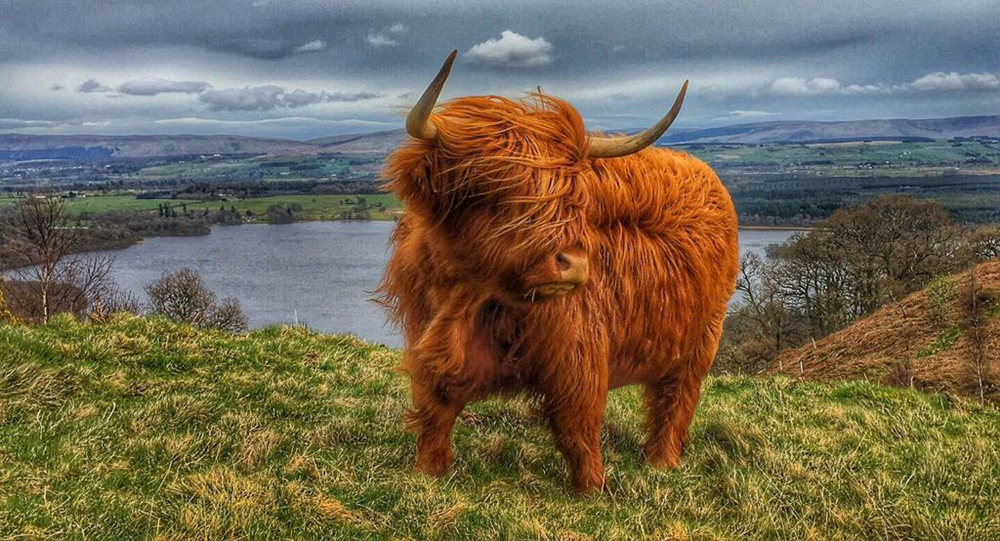 Scotland's Grazing Cows - The Highland Coos