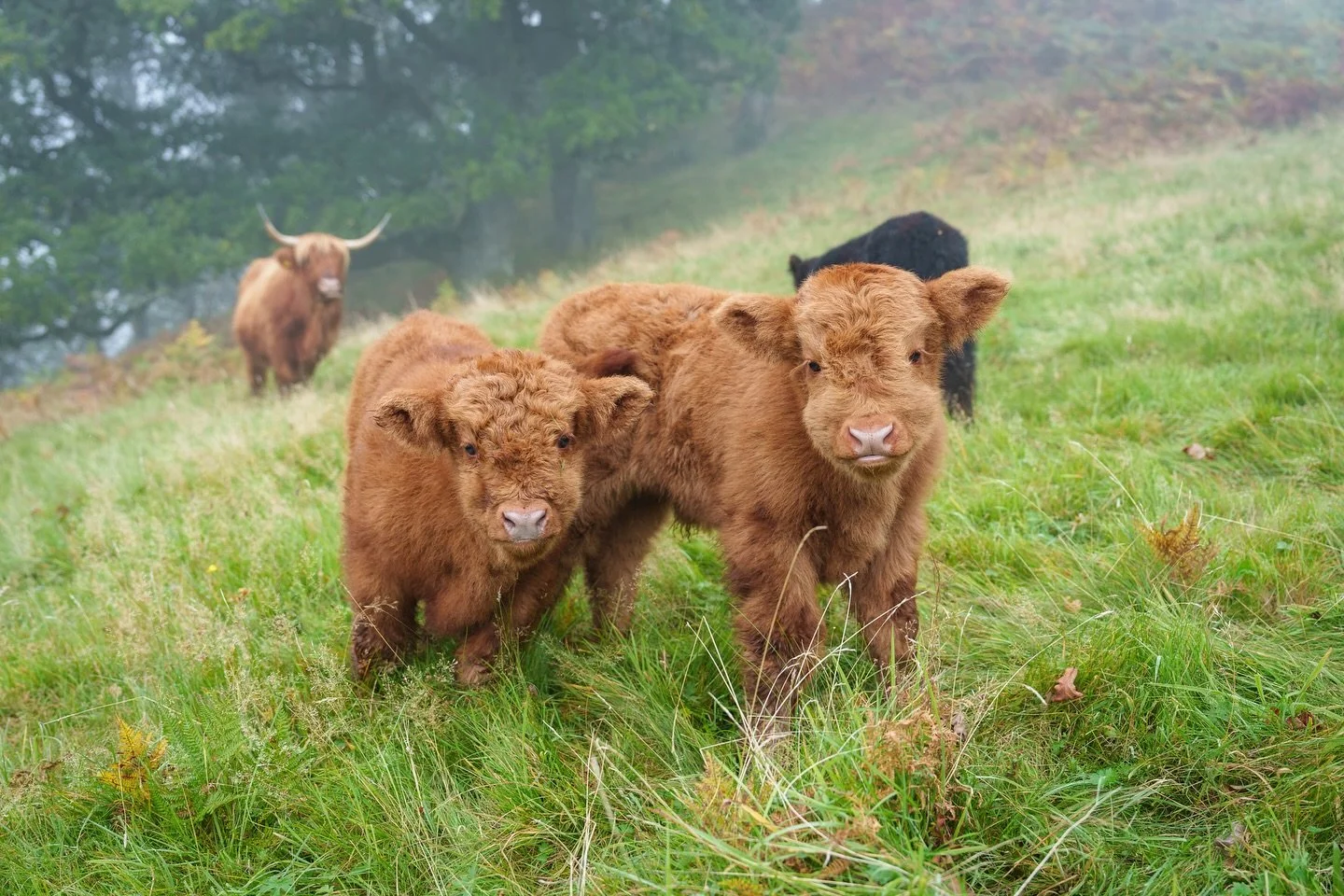 Day 1 - An amazing start to our photo shoot with Ash Coombes @ashleycoombesbusiness 

#ashcoombes #netherglennyfarm #coosday #photoshoot #highlandcows #cowphotography #behindthelens #farm #trossachs #autumnphotoshoot #coosanviews