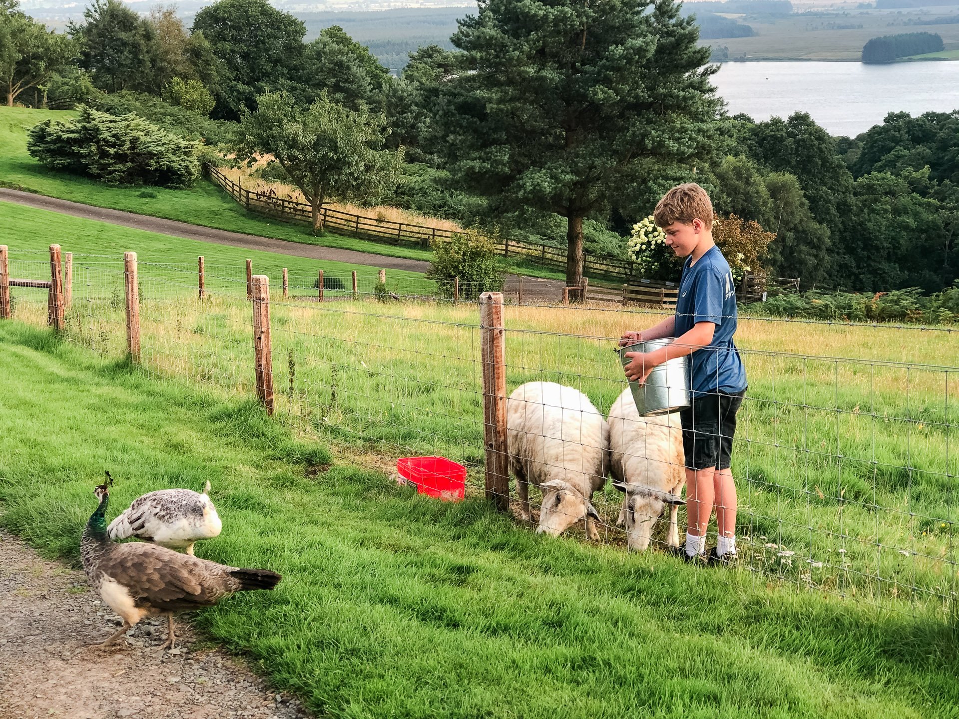 Staying on a Working Farm in the Trossachs: What to Expect