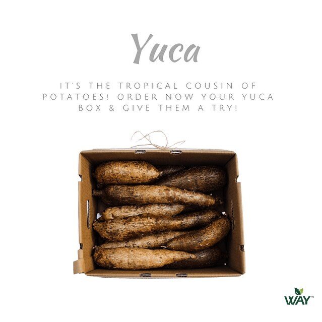 If you&rsquo;re a potato &amp; sweet potato fan, you&rsquo;ll love yuca!  We bring you the best quality fresh yucas directly to your door! Order now! 👆 🌱
.
.
.
.
.
#yuca #yam #eeeeeats #cleansnack #plantpowered #plantain #wholefoods #tropicalroots 