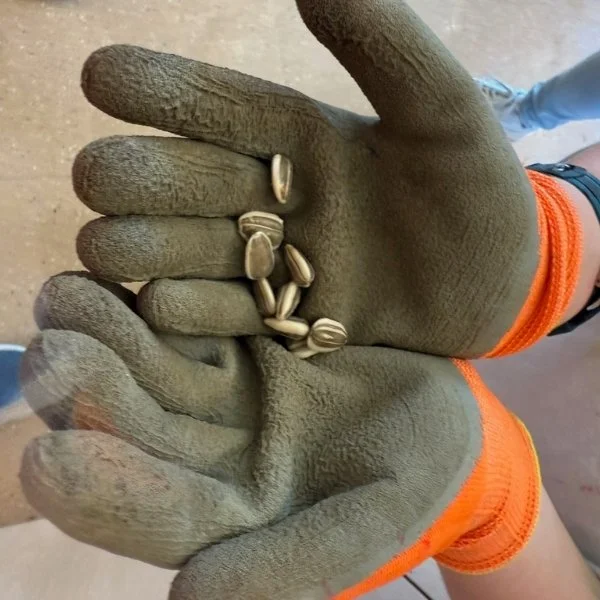Plant seeds in gardening gloves