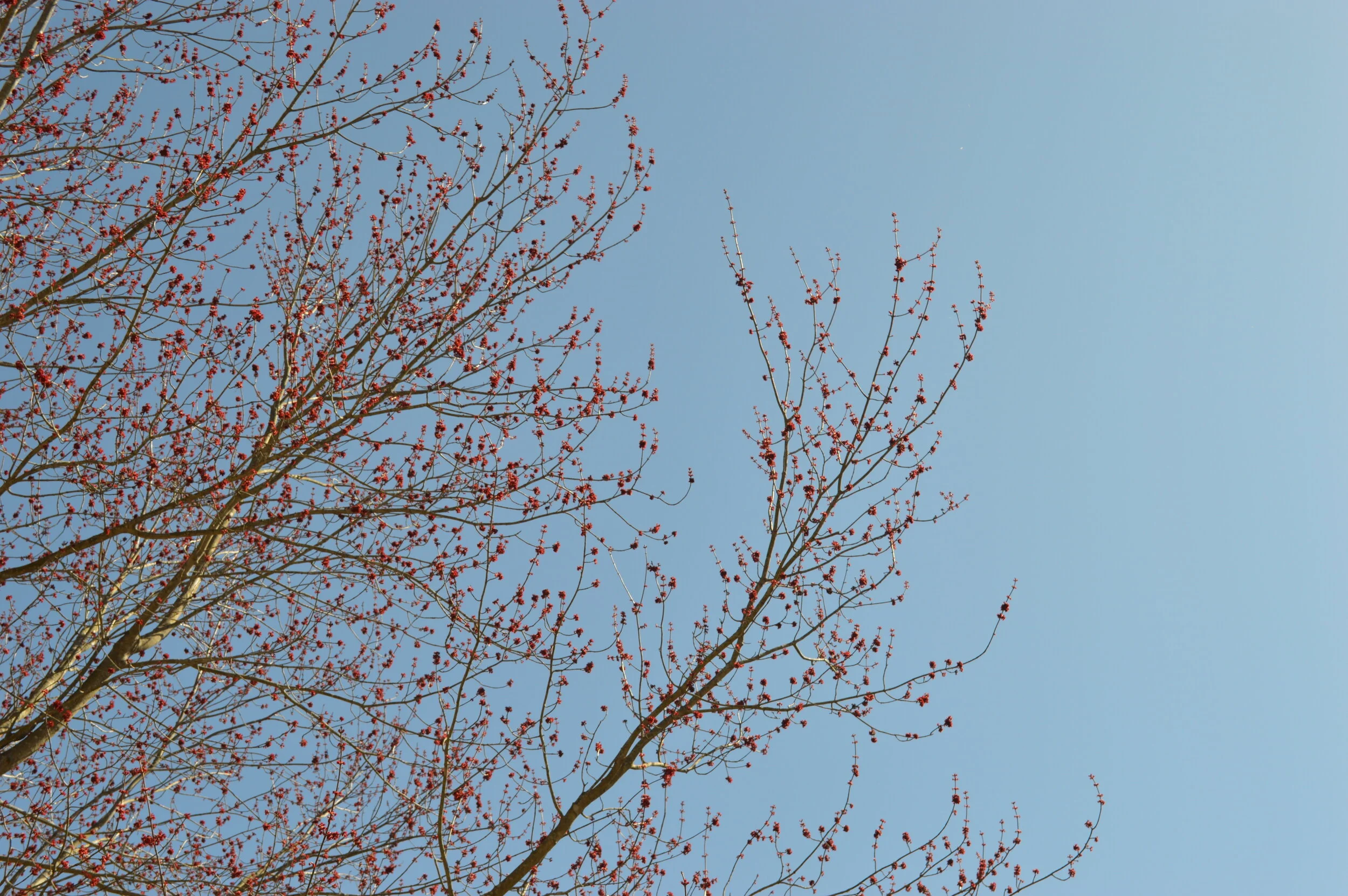 Spring of 2020  - Ashburn