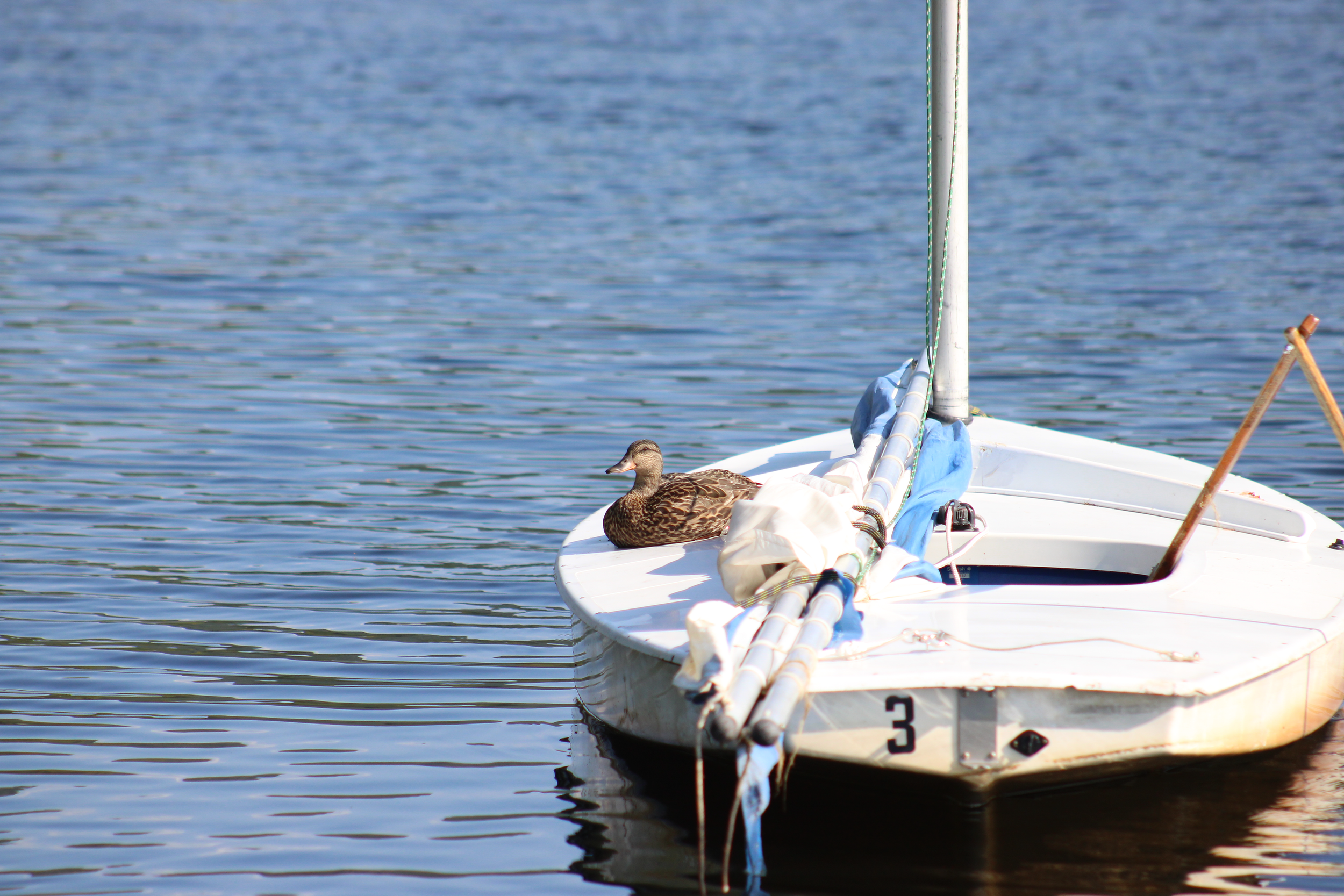 2026WaterfrontSailboatDuckAnimalIMG_9046-X5.png