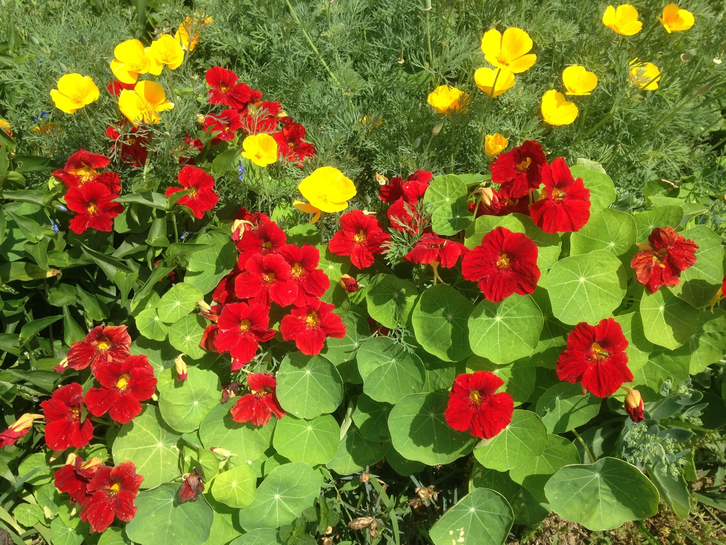 Red Nasturtiums and Golden Poppies - Kathy .jpg