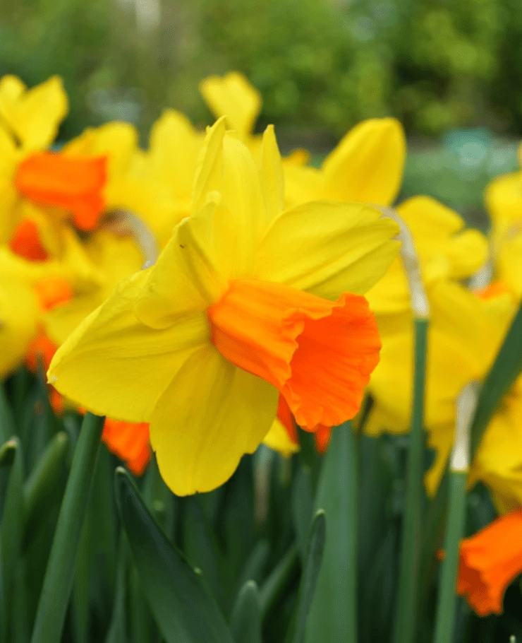 Newburgh Blooms - Planting Bulbs