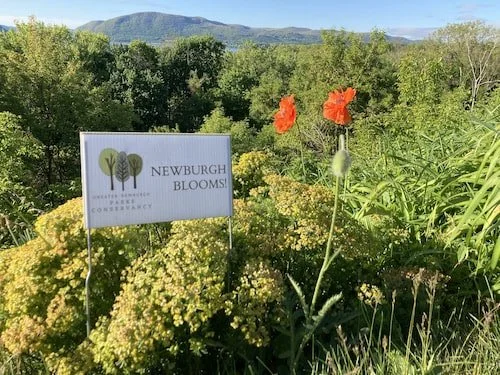 Newburgh Blooms Sign with stakes and poppies-min.jpeg