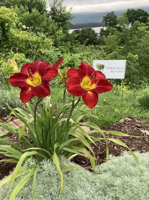 Newburgh Blooms Yard Sign with stakes-min.jpeg