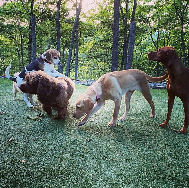 #thedoggiechalet #dogboarding #dogresort #dogvacation #dogcamp #njdogs #nycdogs