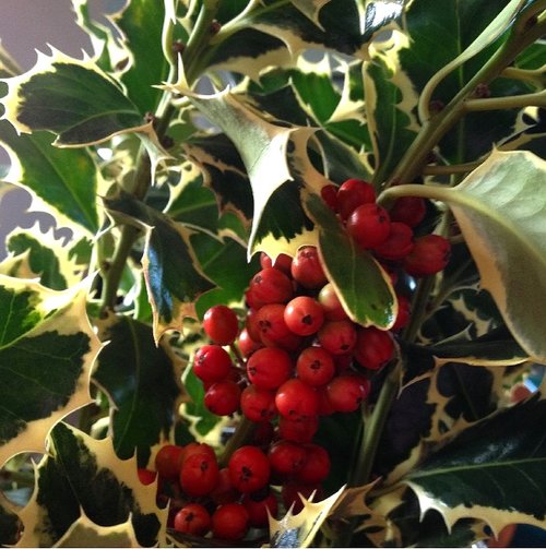 Holly Berry Bush: Variegated (12)