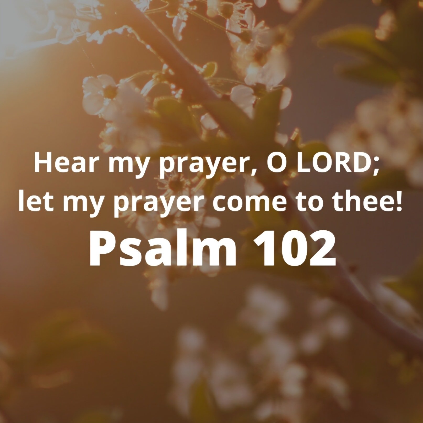 Prayer meeting tonight! We&rsquo;re diving into Psalm 102; a psalm of honesty, hope, and God&rsquo;s unshakable compassion. Come pray with us.