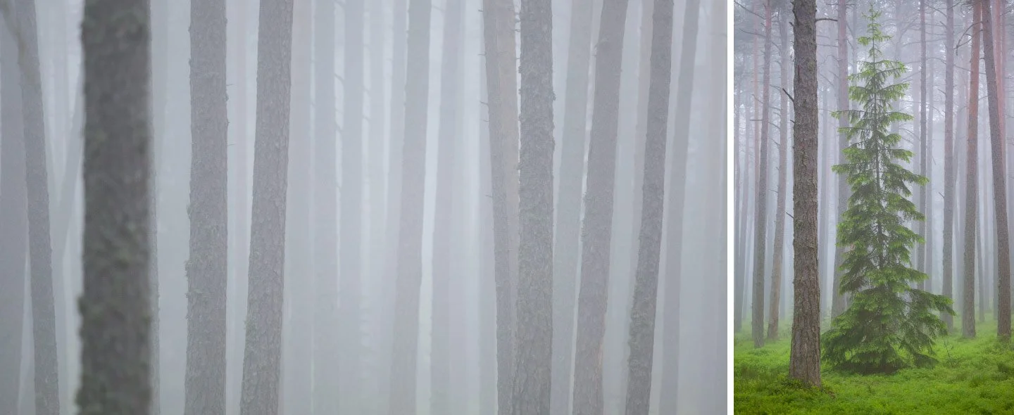 Angel Gil Foggy trees forrest observation 003 007 008.jpg