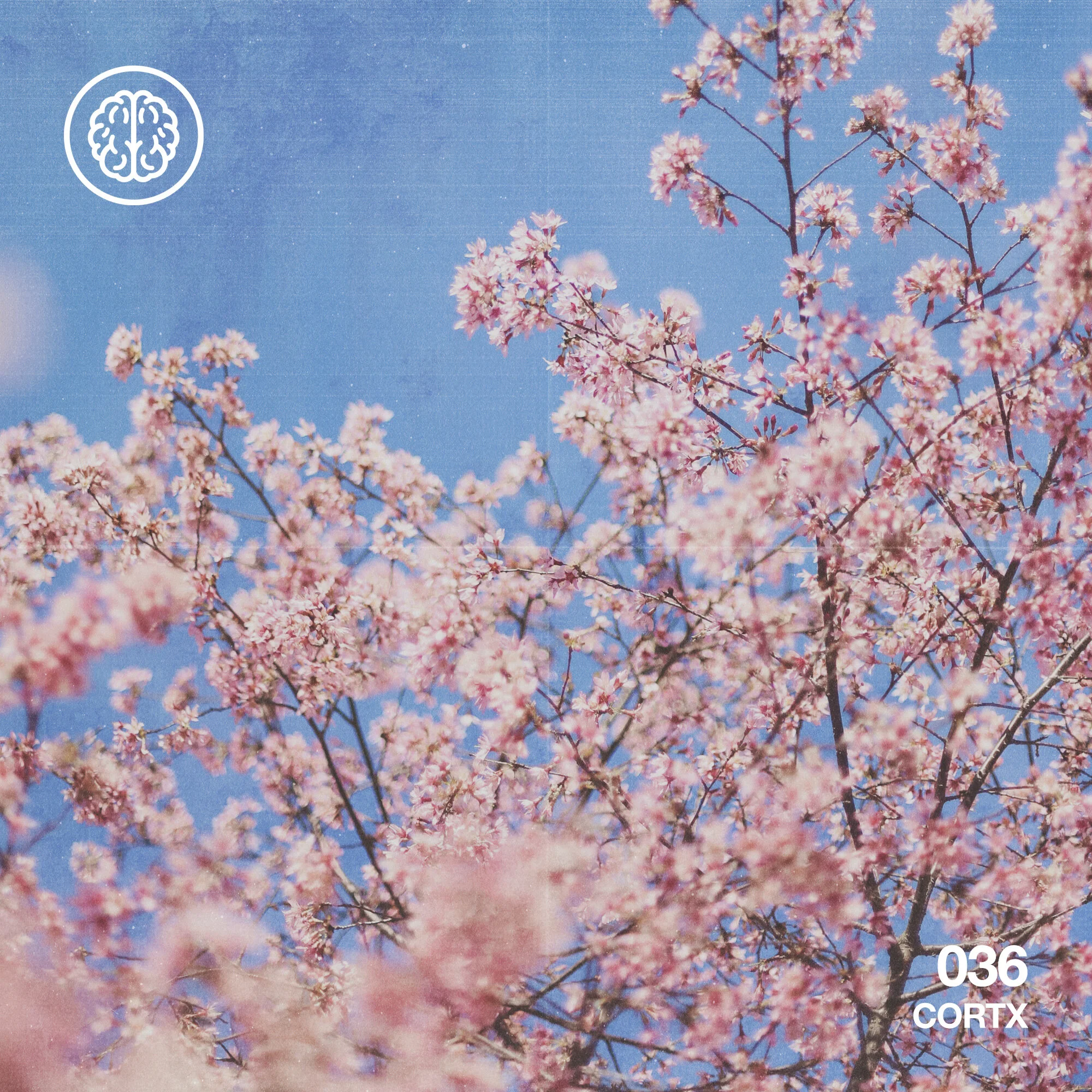 CORTX 036