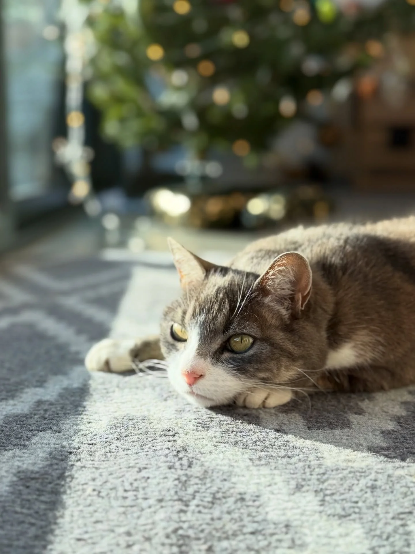 🎄Merry Christmas from Smokey and Misty! 🐈&zwj;⬛