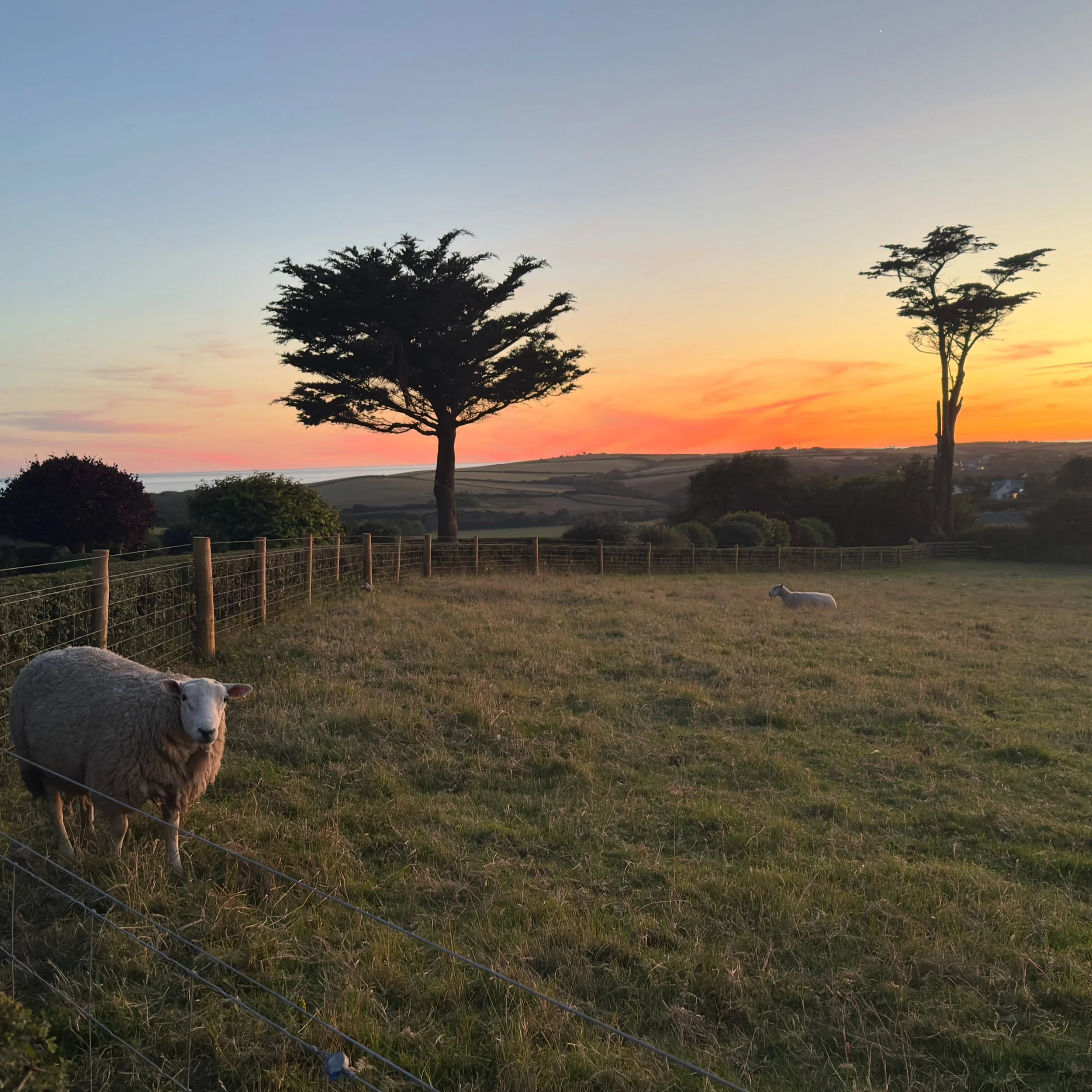 Summer evening sunsets✨