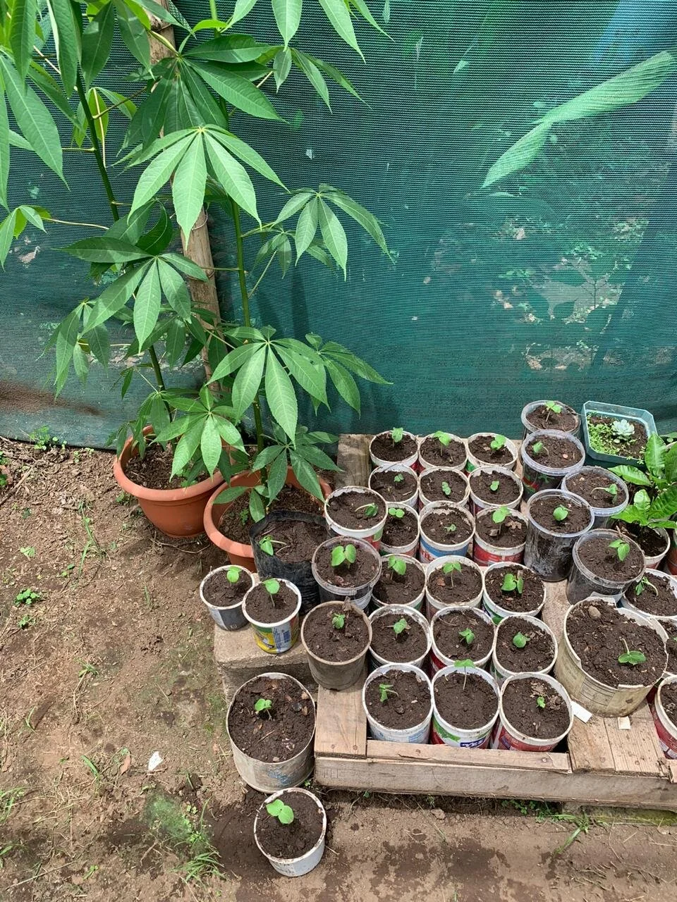 WhatsApp Image 2020-05-28 at 14.18.11.jpeg