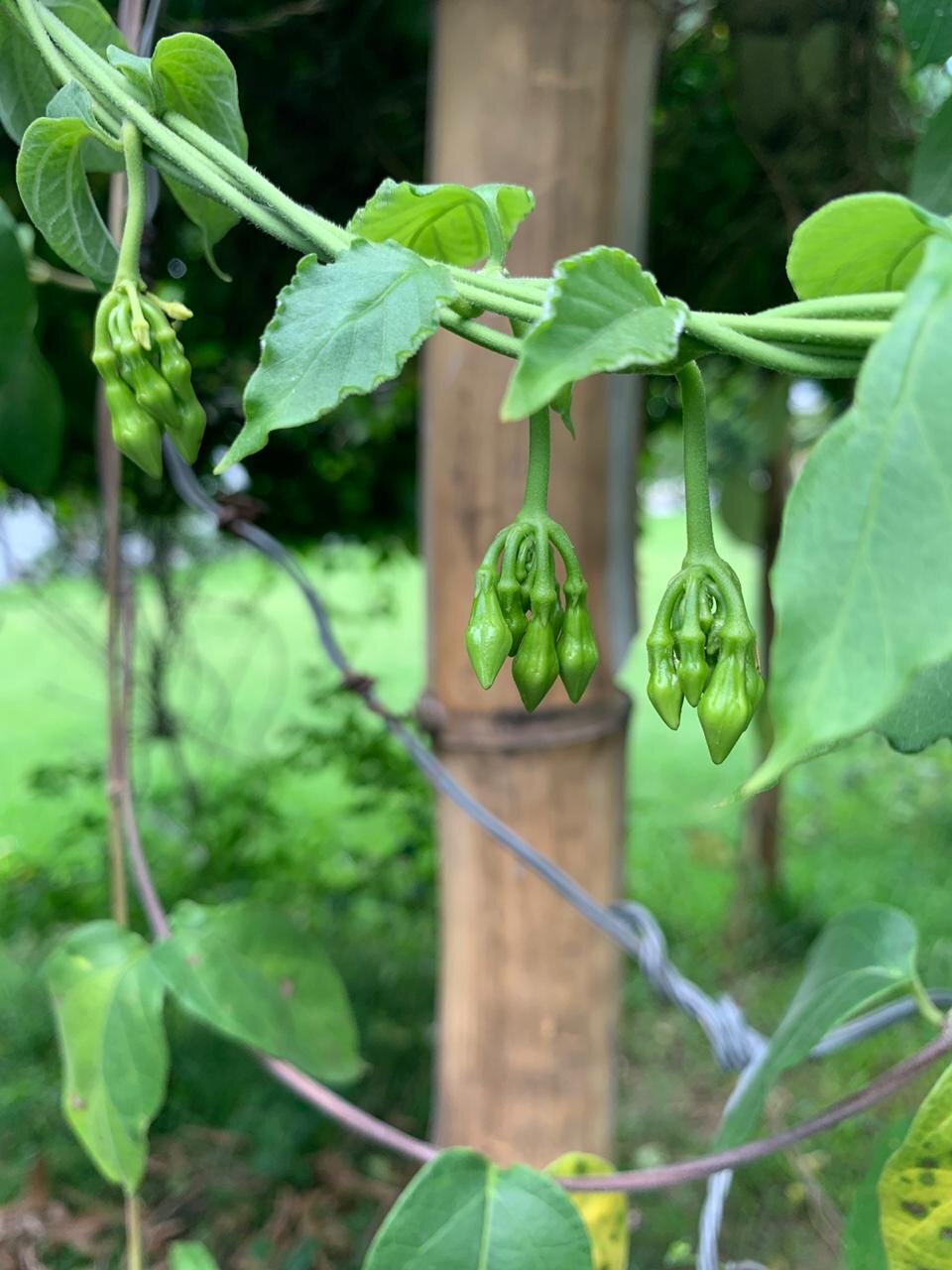 WhatsApp Image 2020-05-28 at 14.18.10 (1).jpeg