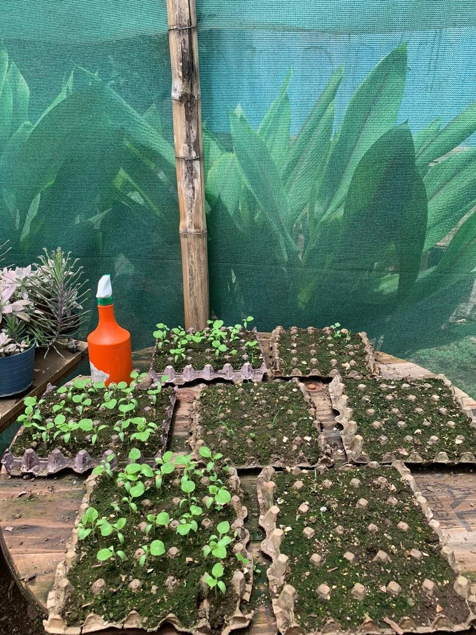 WhatsApp Image 2020-05-28 at 14.18.10.jpeg