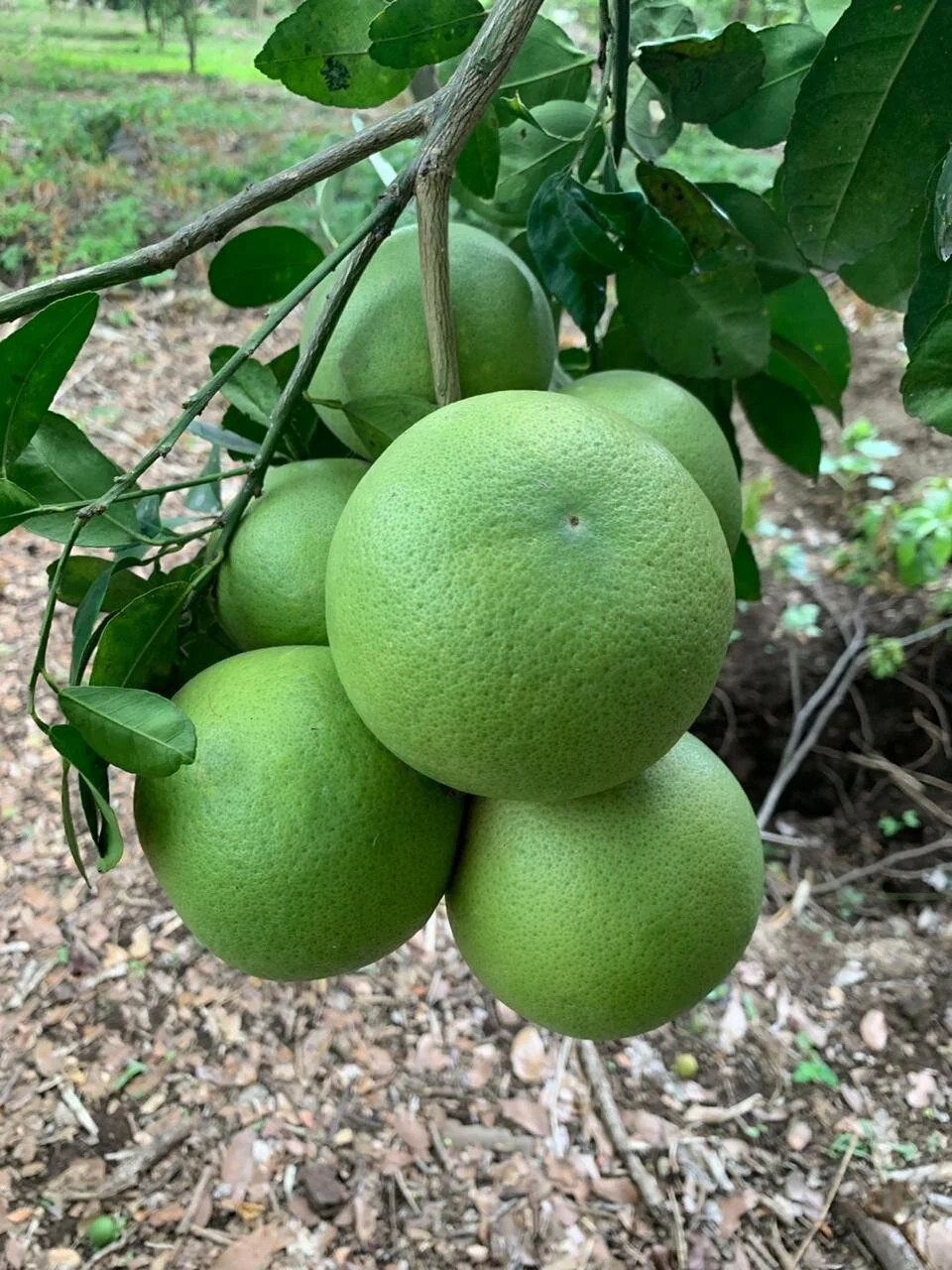 WhatsApp Image 2020-05-28 at 14.15.33.jpeg