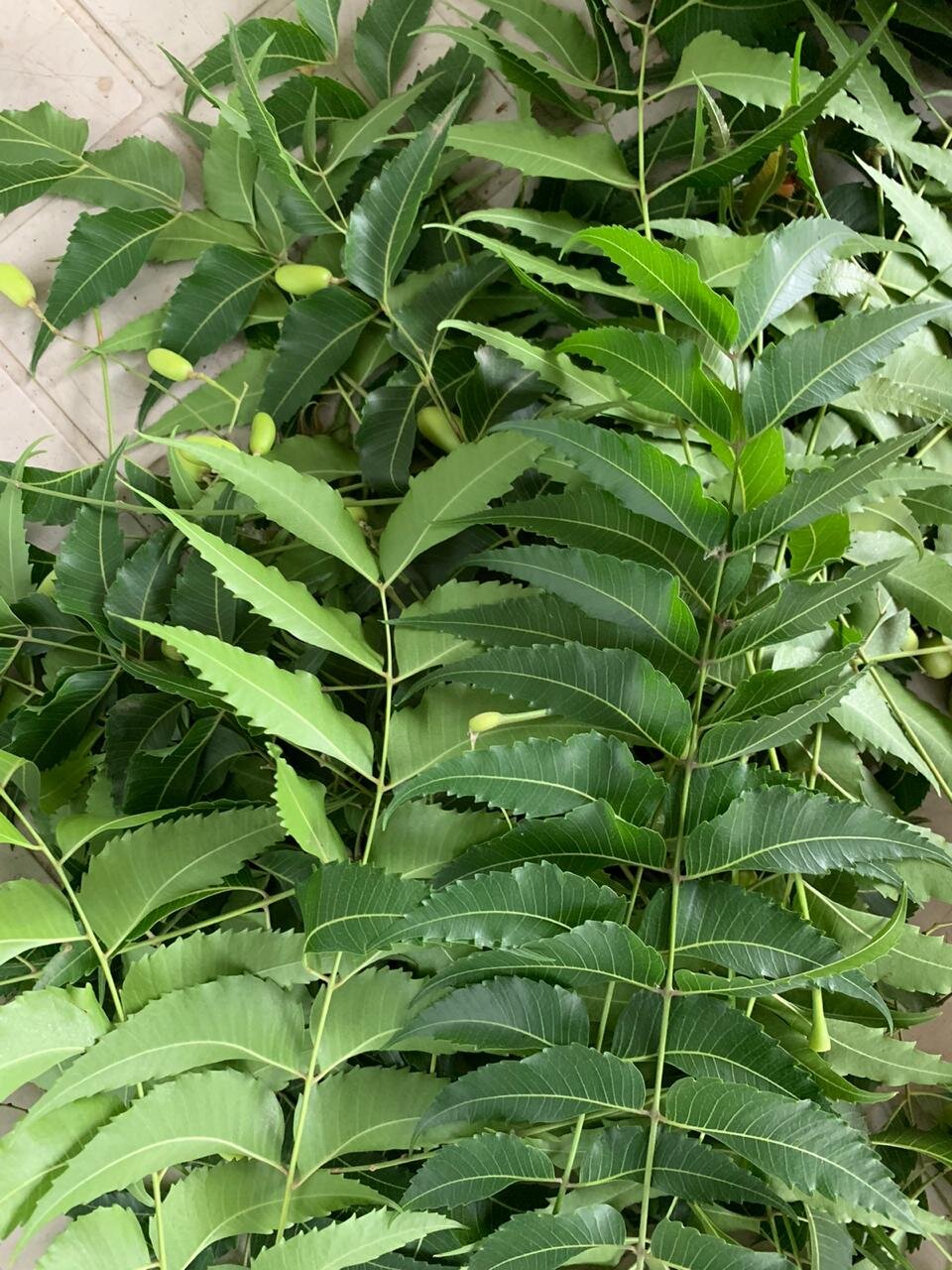 WhatsApp Image 2020-05-28 at 14.13.22.jpeg