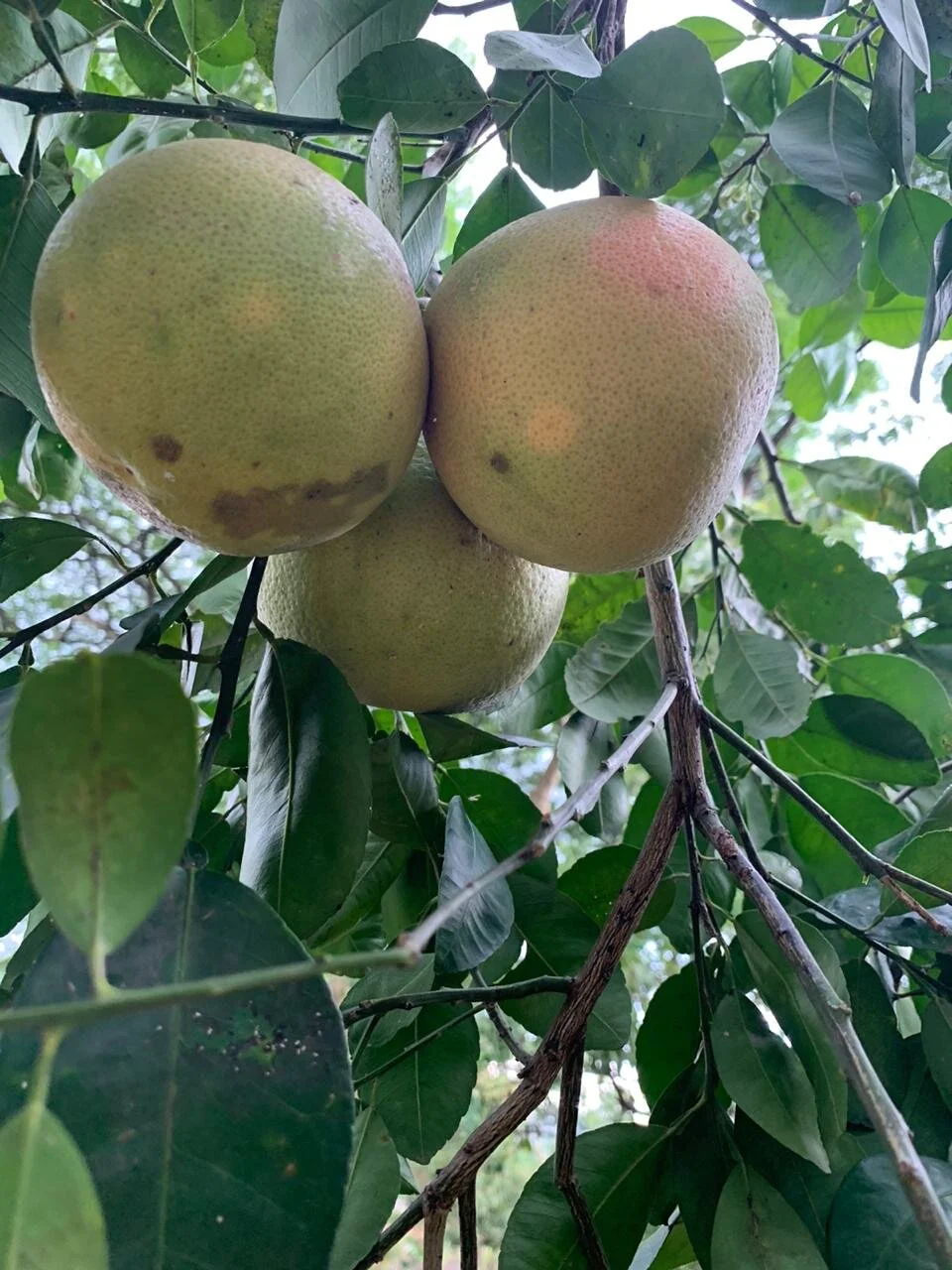 WhatsApp Image 2020-05-28 at 14.13.09.jpeg