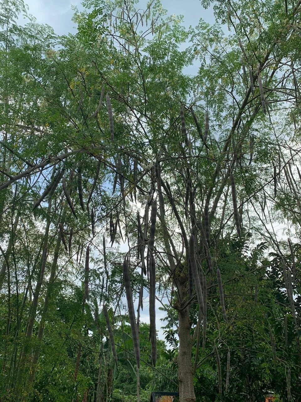 WhatsApp Image 2020-05-28 at 14.10.46.jpeg