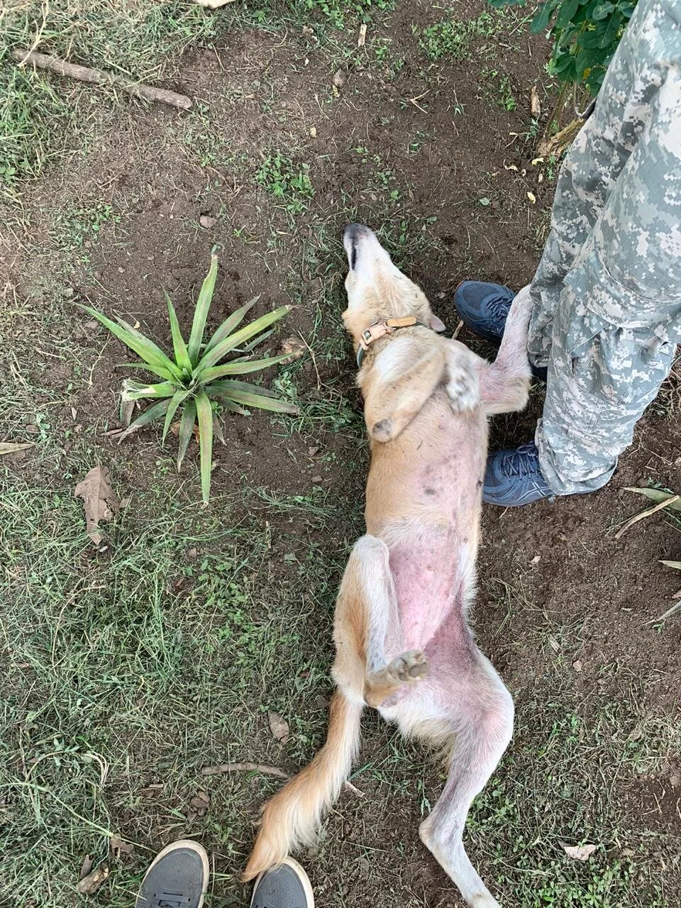 WhatsApp Image 2020-05-28 at 14.18.07.jpeg