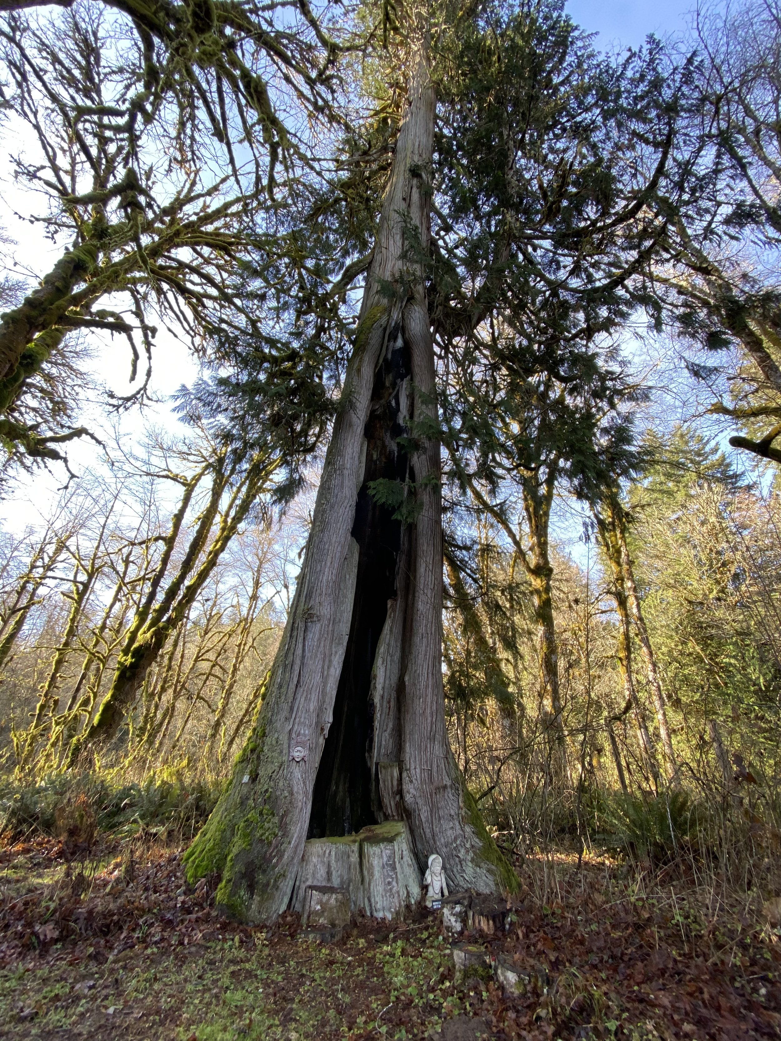 Liminalia Cedar Tree.jpeg