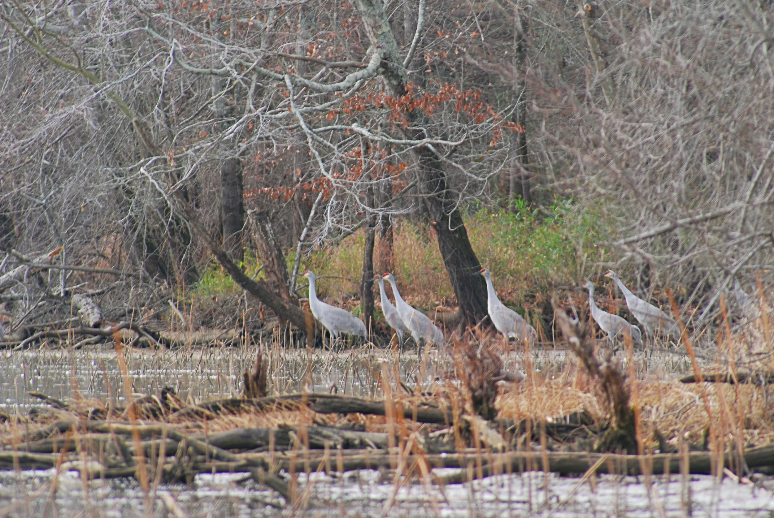 Crow Creek: A Birder's Paradise in Alabama — Thrive Regional Partnership