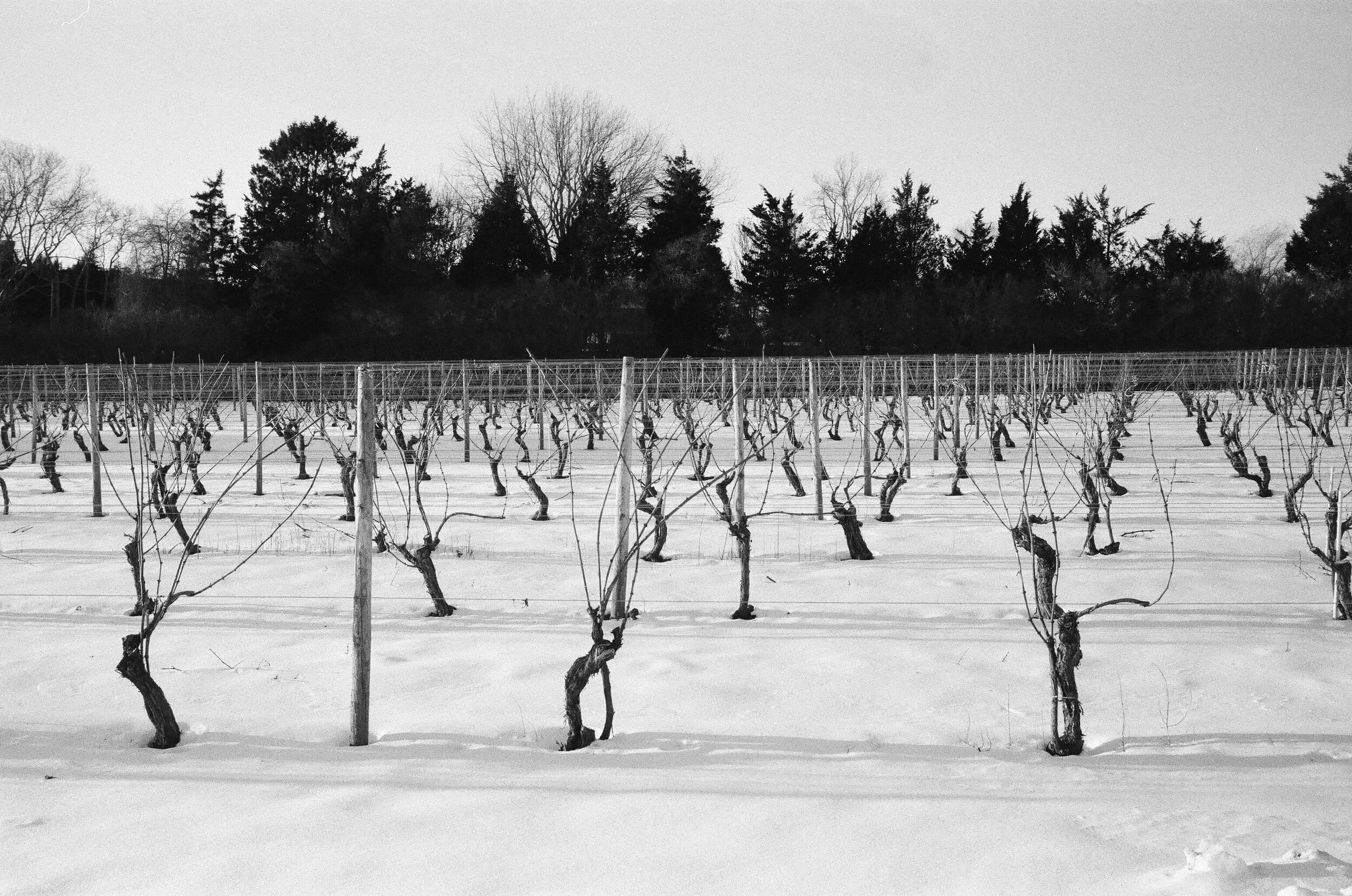 Wolffer Estate Vineyard - Sagaponack, NY