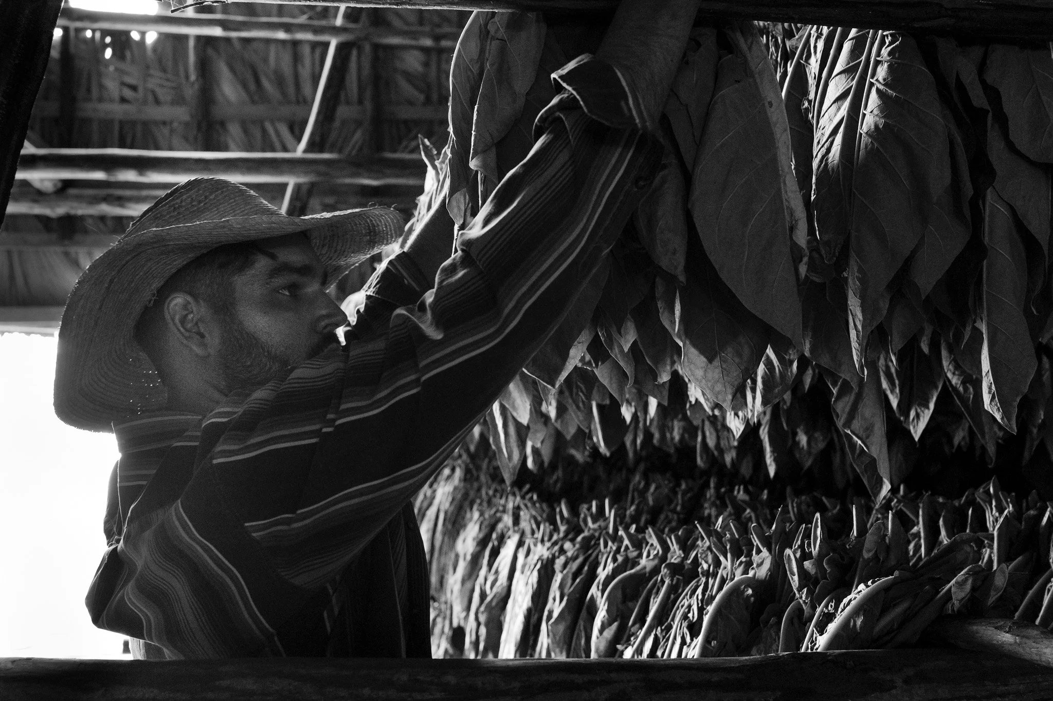 Tobacco Barn - Viñales Valley